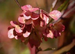 Dodonea-viscosa-purpurea Dodonea viscosa purpurea