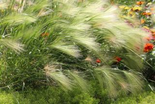 Hordeum-jubatum-massif Hordeum jubatum massif