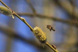 Saule-marsault-abeille Saule marsault abeille