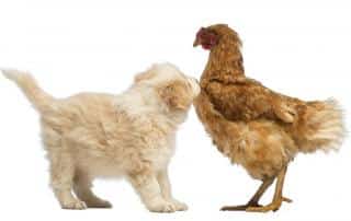 chien-poule Les races de chiens pour vivre avec des poules