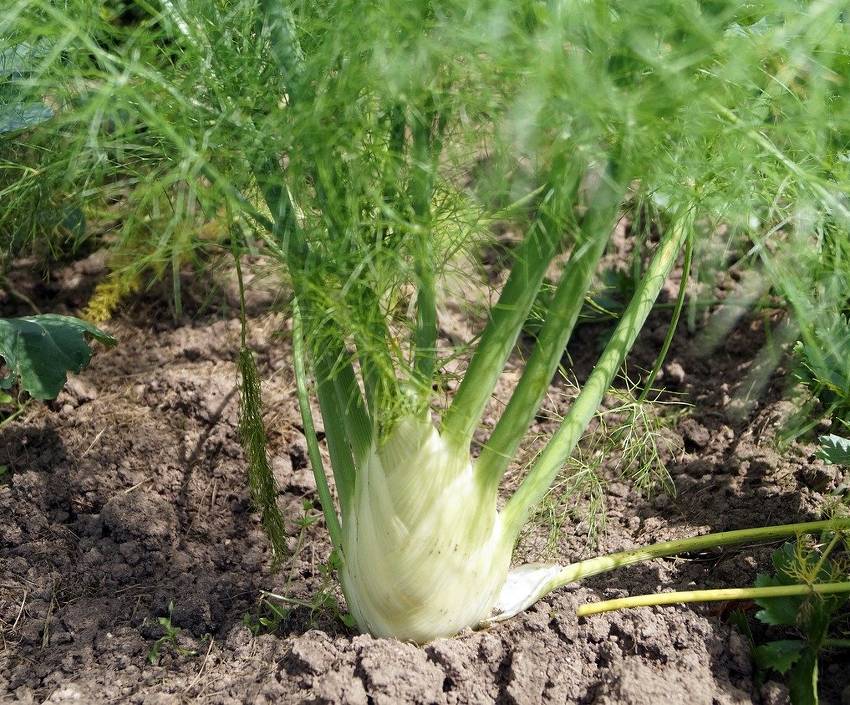 Culture du fenouil au jardin