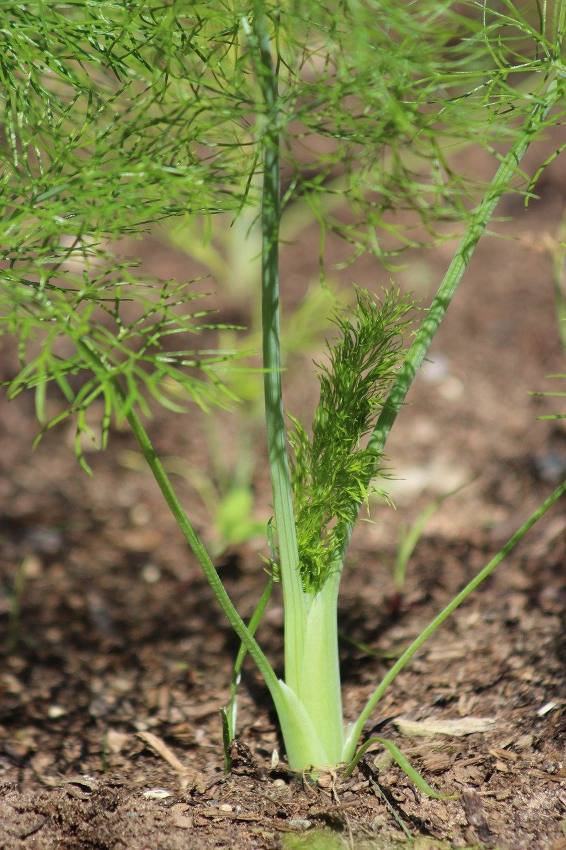 Plant de fenouil au potager