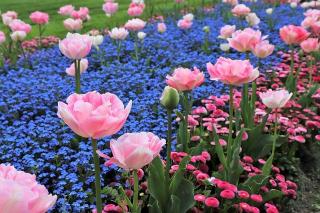 massif-avec-des-fleurs-toute-annee massif avec des fleurs toute annee
