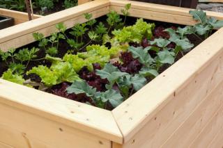 mini-potager-balcon mini potager balcon