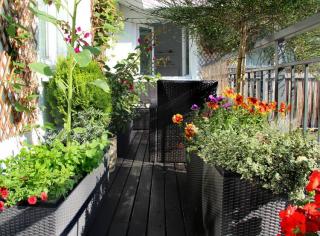 plante-pour-se-cacher-balcon plante pour se cacher balcon