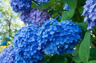 plantes-fleur-bleu plantes fleur bleu