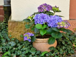 plantes-pour-cour-ombre plantes pour cour ombre