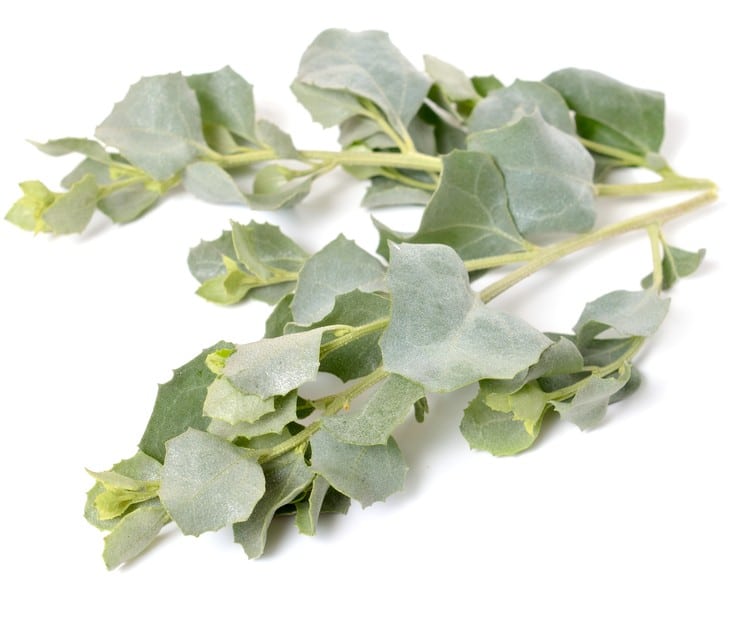 pourpier-de-mer-atriplex-halimus