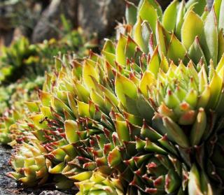 sempervivum-Joubarbe sempervivum-Joubarbe