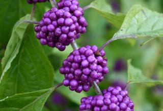Arbuste-Fleurs-violettes Arbuste Fleurs violettes