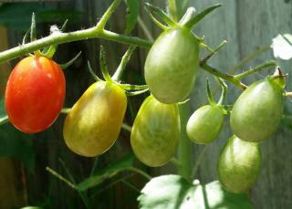 Cultiver-tomate-roma Cultiver tomate roma