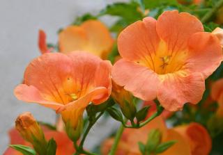 Grimpante-Fleurs-oranges Grimpante Fleurs oranges