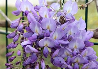 Grimpante-Fleurs-violettes Grimpante Fleurs violettes