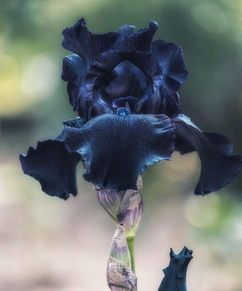 Plantes-Fleurs-noires