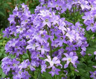 Plantes-Fleurs-violettes Plantes Fleurs violettes