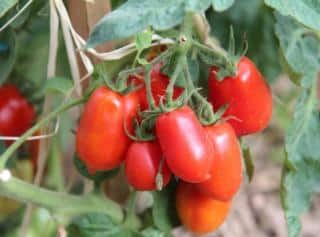 Tomate-Roma Tomate Roma
