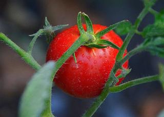 Tomate-Saint-Pierre Tomate Saint Pierre