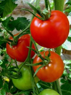 Tomate-Saint-Pierre-culture Tomate Saint Pierre culture