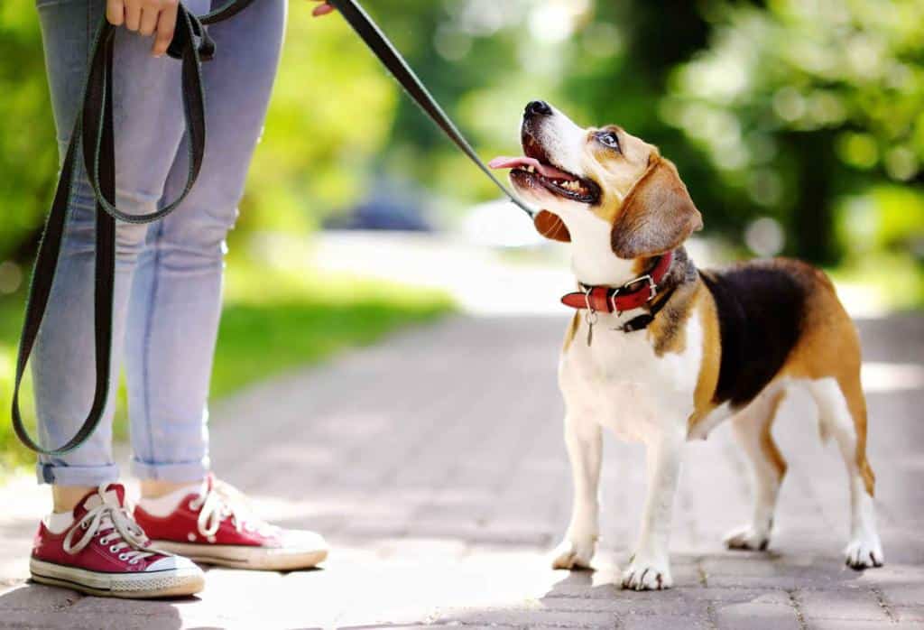 apprendre-laisse-chien