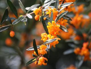 arbuste-Fleurs-oranges arbuste Fleurs oranges