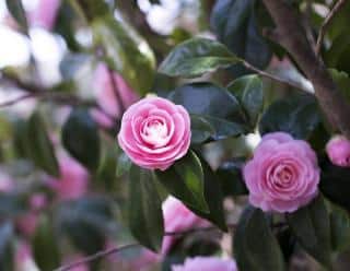 camellia camellia bruyere