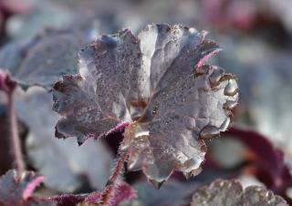 heuchere-heuchera-noire heuchere heuchera noire