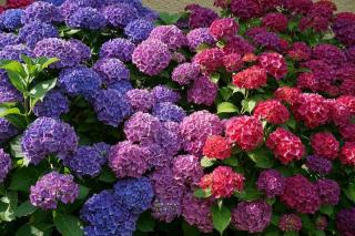 hortensia-terre-de-bruyere hortensia terre de bruyere