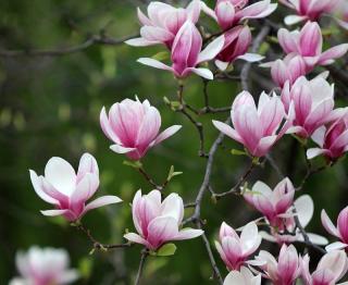 magnolia-terre-de-bruyere magnolia terre de bruyere
