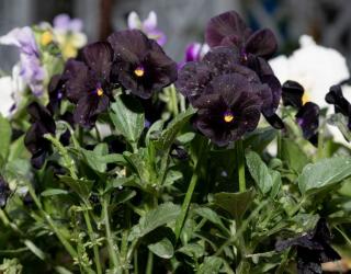 pensee-fleur-noire-viola pensee fleur noire viola