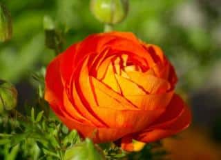 plantes-Fleurs-oranges plantes Fleurs oranges