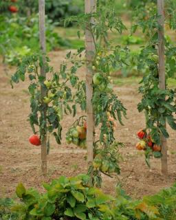 tomate-Coeur-de-Boeuf-culture tomate Coeur de Boeuf culture