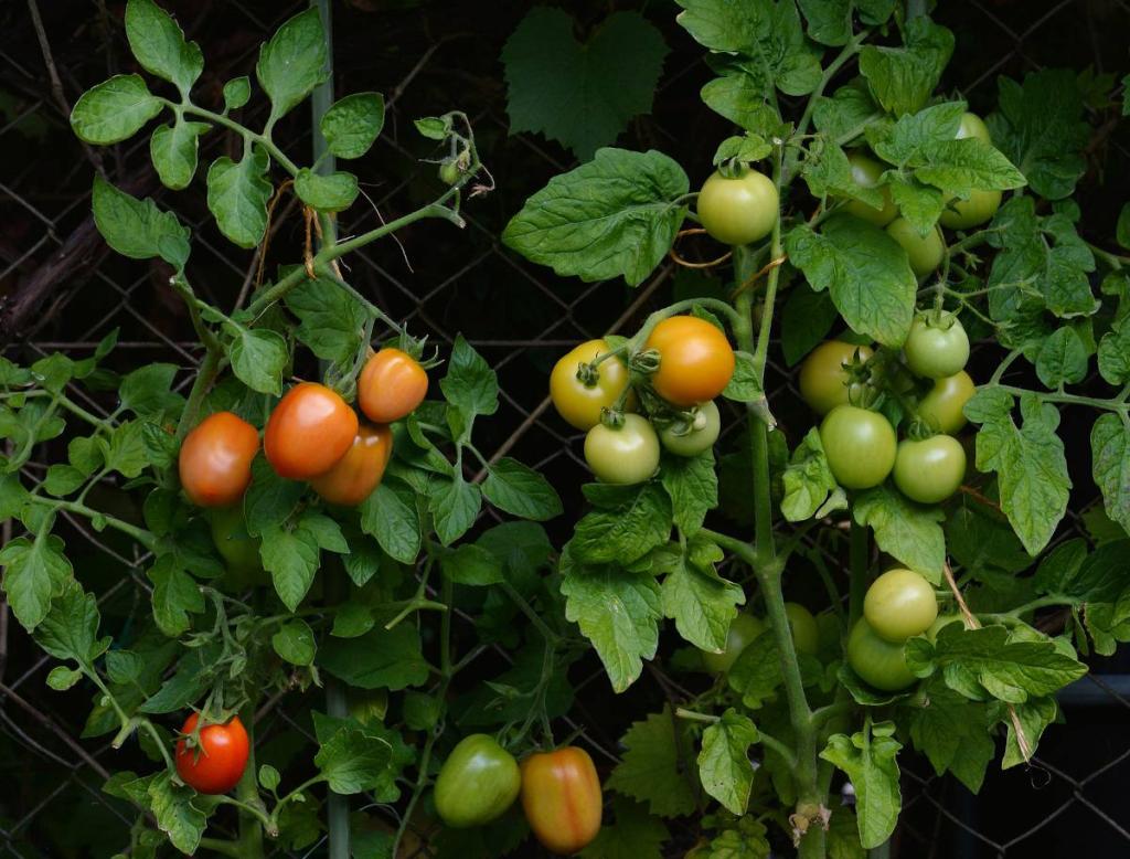 tomate-sans-maladie - Des tomates sans maladie