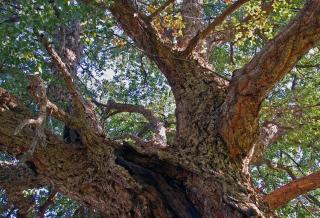 tronc-du-quercus-suber-chene-liege tronc du quercus suber - chene liege