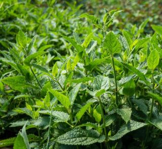 Crosne-du-japon-Stachys-affinis-culture Crosne du japon - Stachys affinis culture