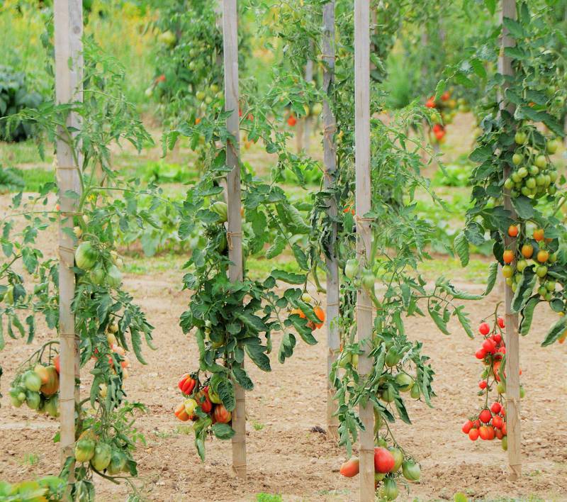 entretien tomate