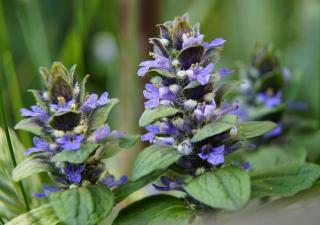 bugle-rampante bugle rampante