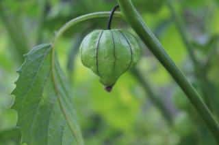 culture-du-tomatillo culture du tomatillo
