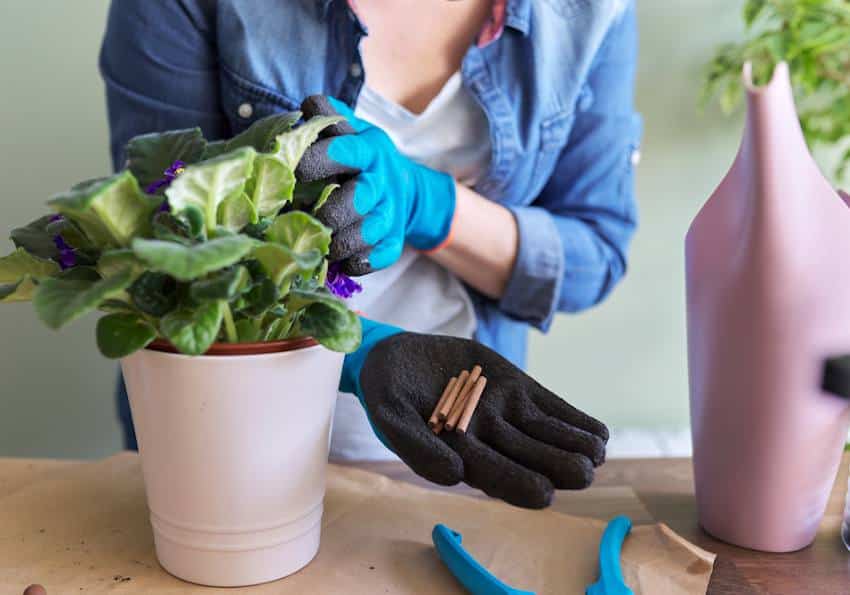 Engrais pour plante verte avant les vacances