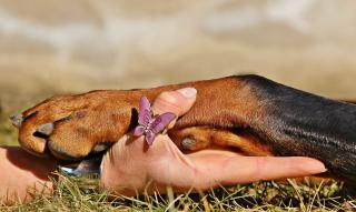 faut-il-couper-ls-griffes-du-chien- faut il couper ls griffes du chien