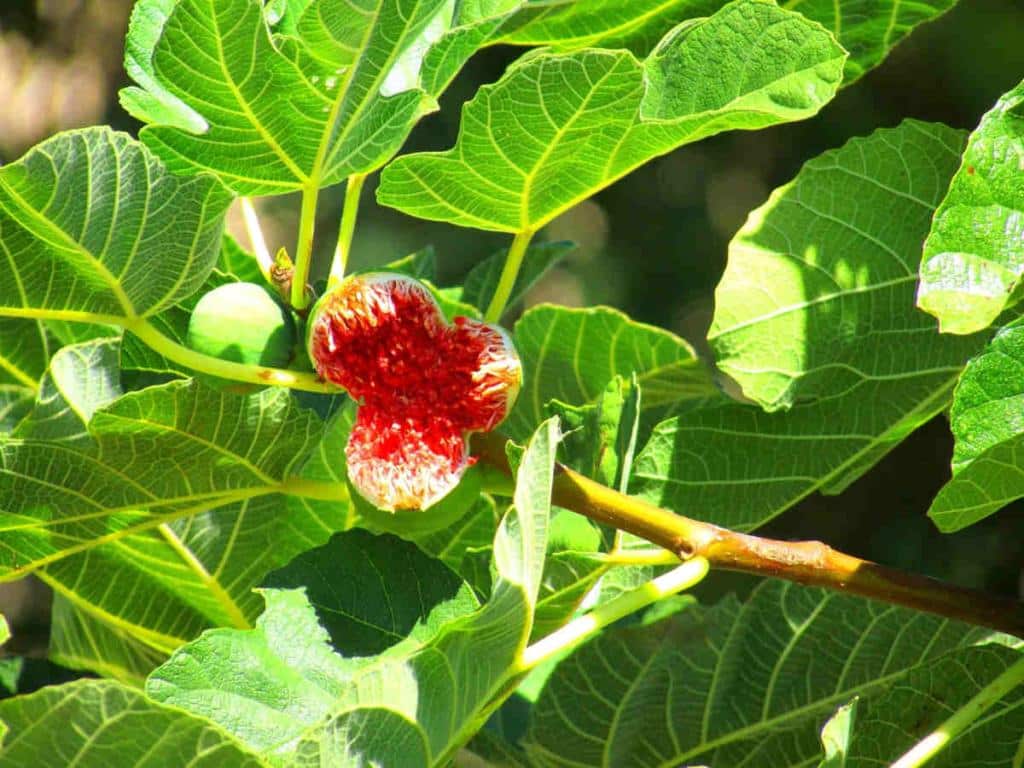 ficus carica