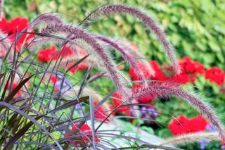 jolies-plantes-pas-cher jolies plantes pas cher