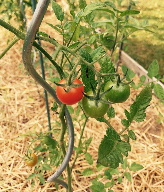 meilleur engrais tomate