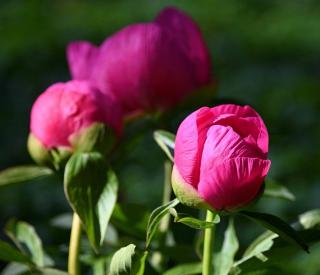 pivoine-en-pot-entretien pivoine en pot entretien