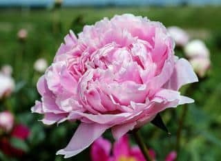 pivoine-sarah-bernhardt pivoine sarah bernhardt