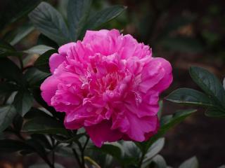 pivoine-suffruticosa-arbustive pivoine suffruticosa arbustive