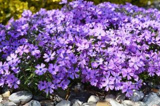 plante-couvre-sol-pente-butte plante couvre sol pente butte