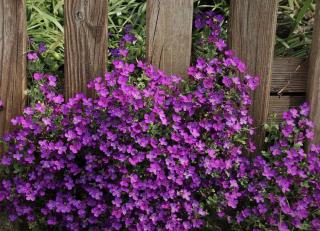 plante-fleuri-pour-sol-calcaire plante fleuri pour sol calcaire