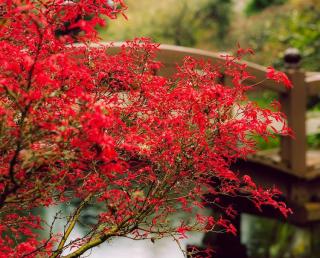plantes-tendance plantes tendance