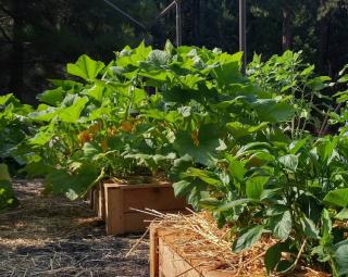 potager-dans-petit-jardin potager dans petit jardin
