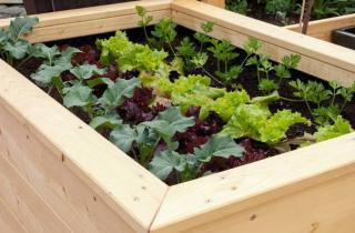 potager-sur-un-balcon potager sur un balcon
